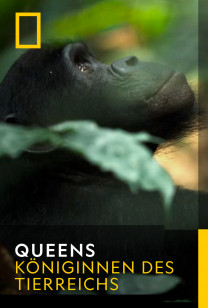 Königinnen Des Tierreichs - Der Regenwald