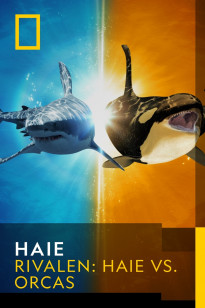 Rivalen: Haie vs. Orcas