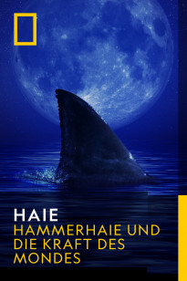 HAIE - Hammerhaie und die Kraft des Mondes