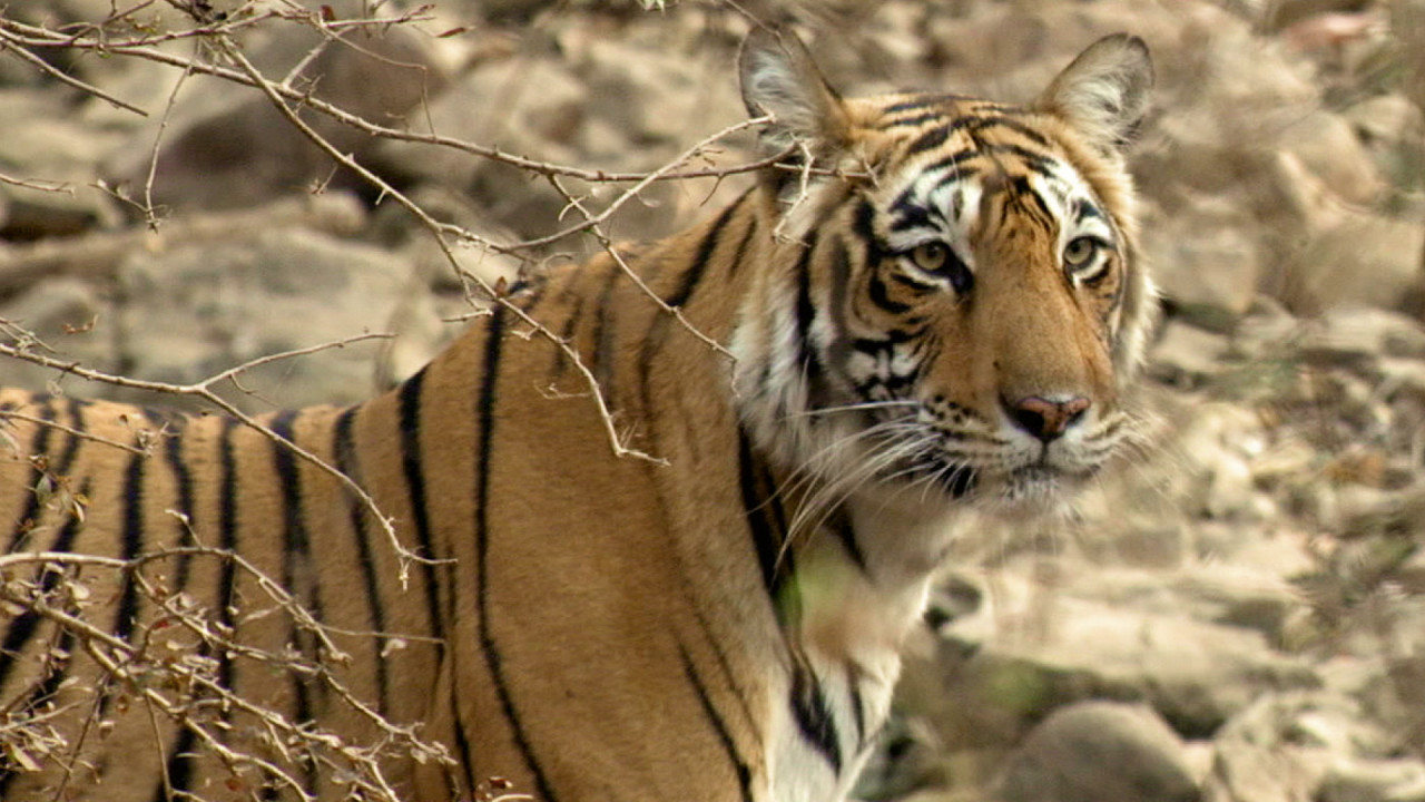 Die Rache des Tigers