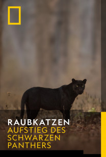 Raubkatzen - Aufstieg des schwarzen Panthers