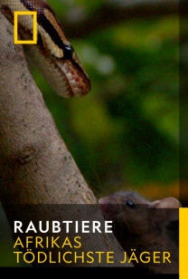 Raubtiere - Dschungel