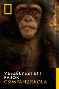 Primates - Csimpánziskola