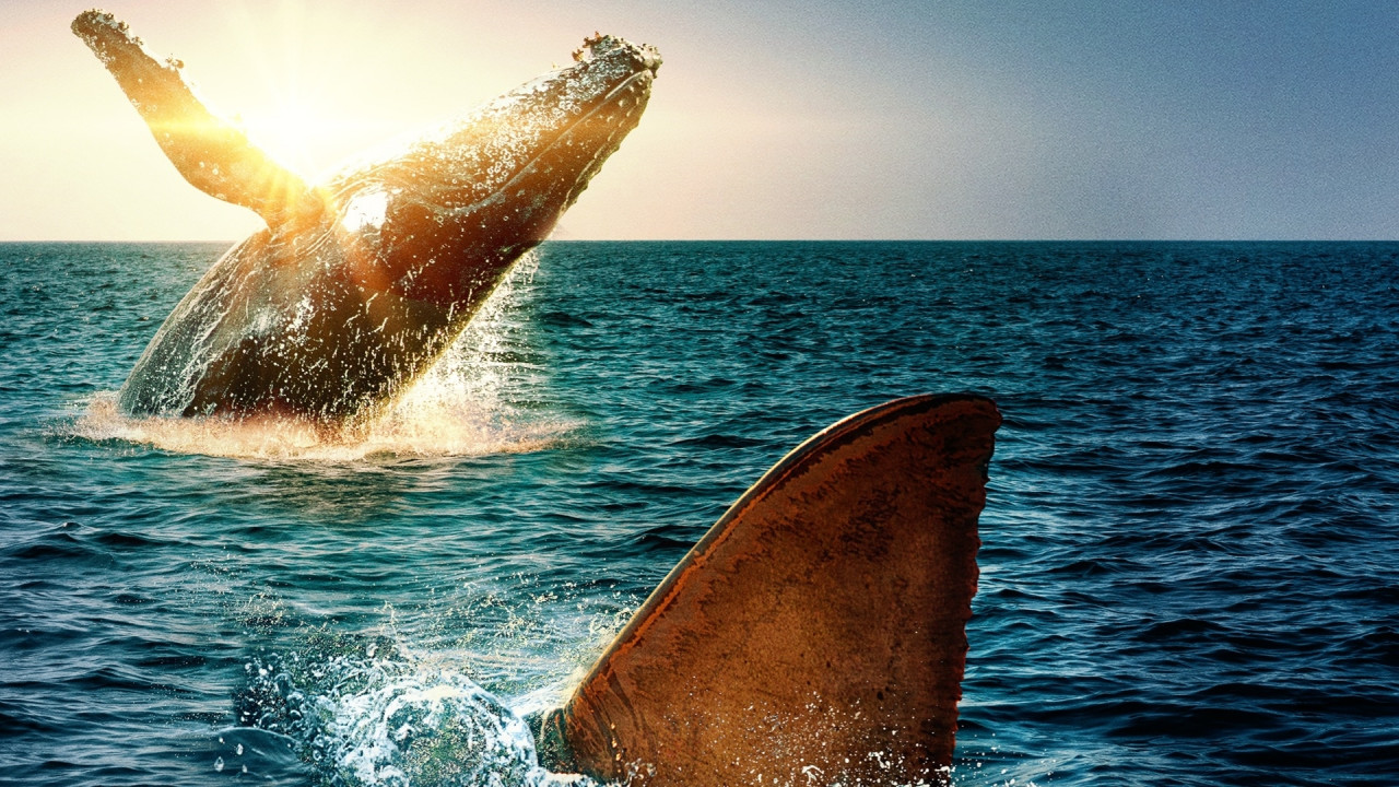 Gigászok csatája: Cápa bálna ellen