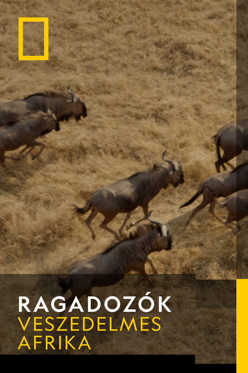 Ragadozók - A Kalahári bajnokai