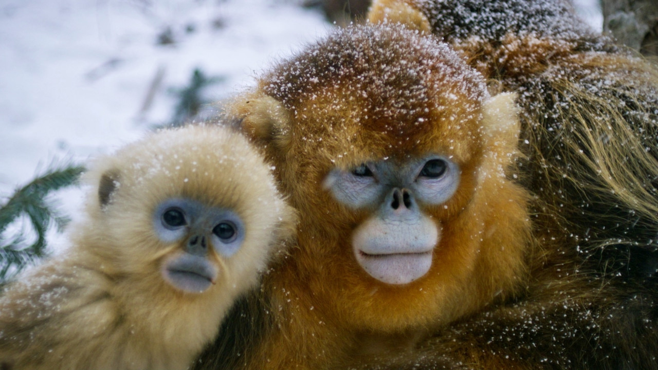 Golden Monkeys: Braving the Impossible