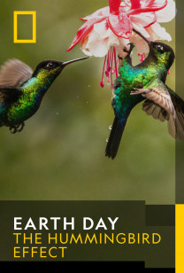 Earth Day - The Hummingbird Effect