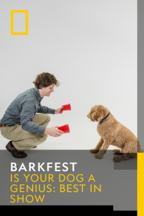 Barkfest - Is Your Dog A Genius: Best In Show