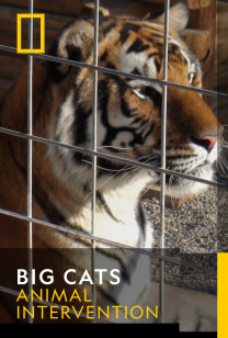 Big Cats - Tiger Lady