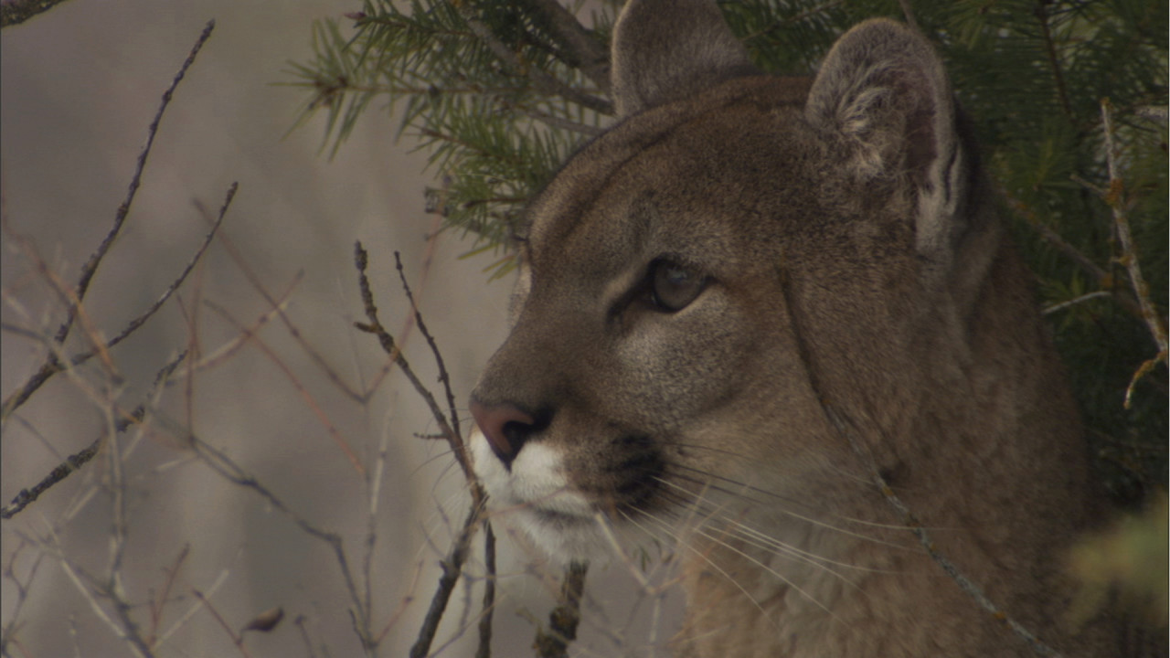 American Cougar