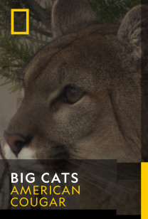 Big Cats - American Cougar