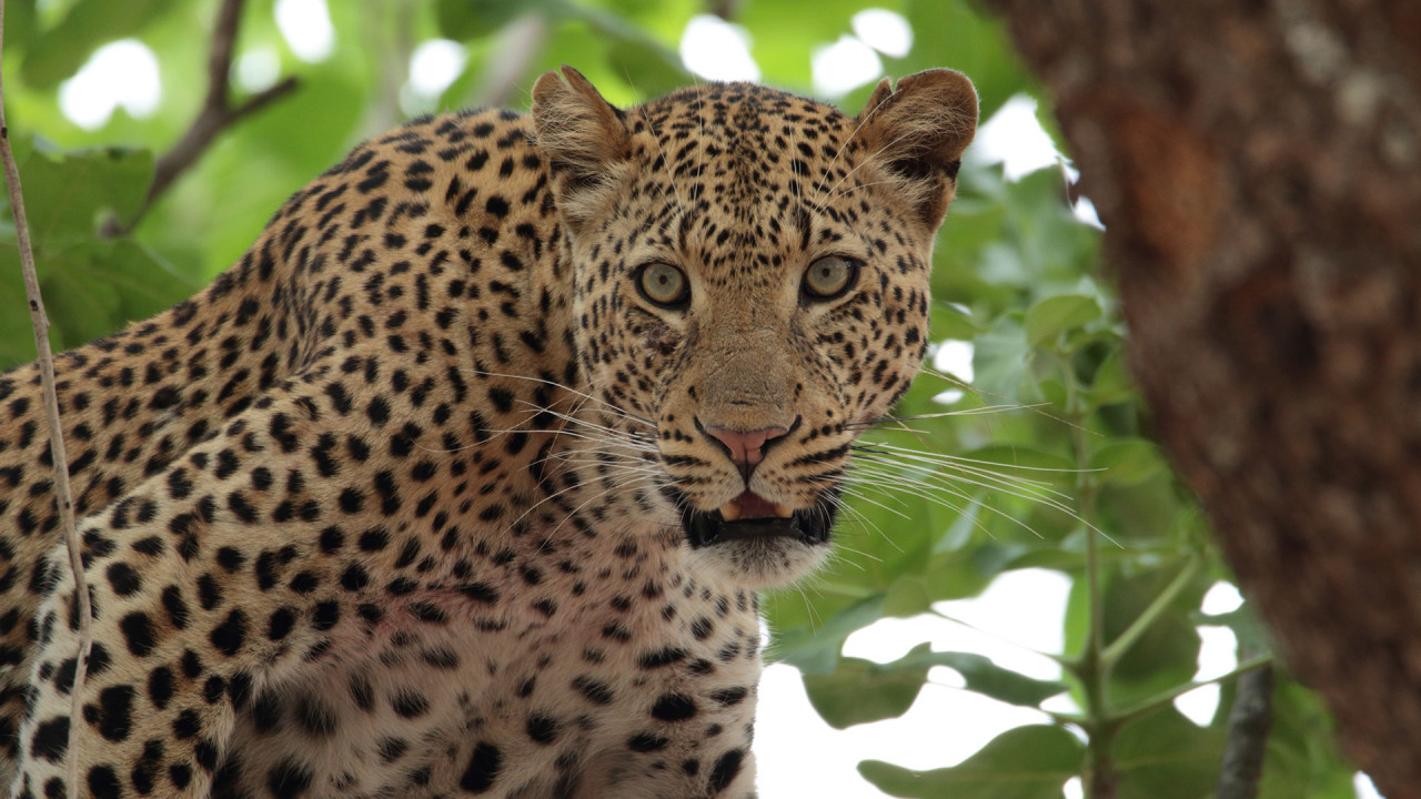 The Leopard Who Changed Her Spots