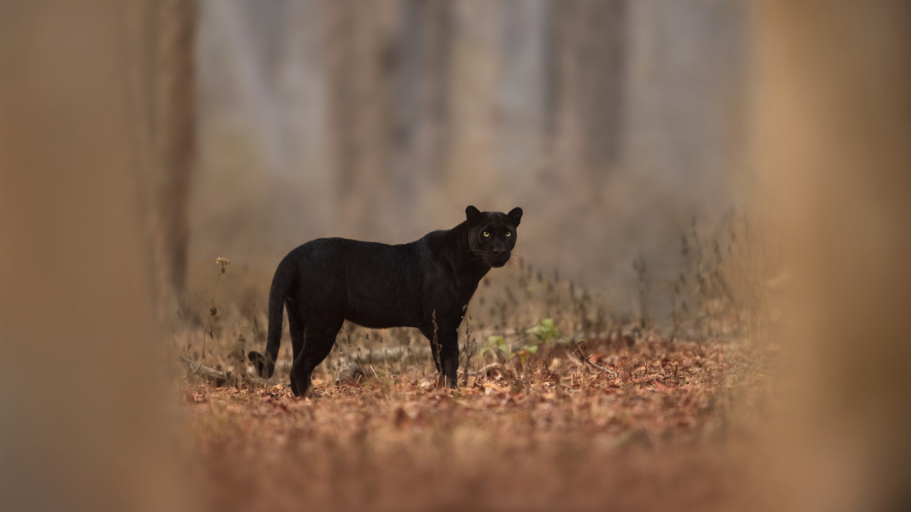 The Real Black Panther