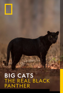 Big Cats - The Real Black Panther