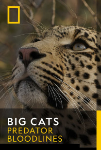 Big Cats - A Leopard's Tale