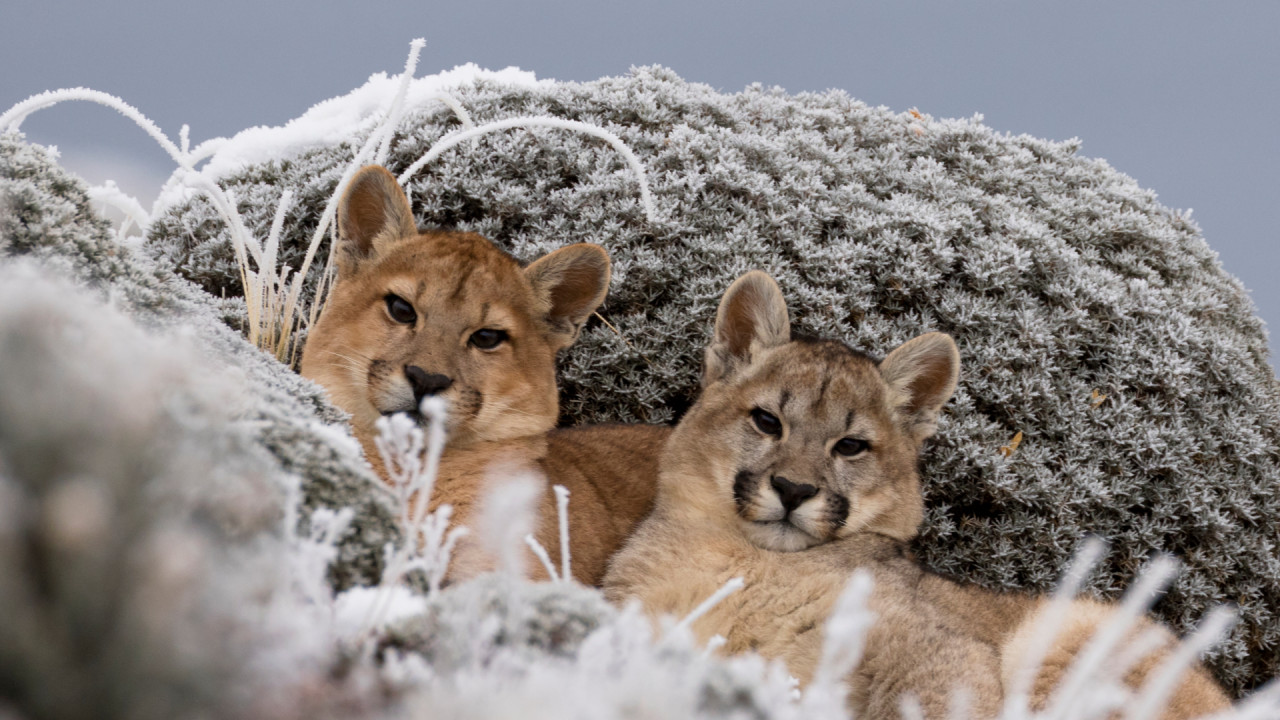 Pumas At The End of The World: Birth