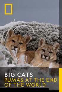 Big Cats - Pumas At The End of The World: Birth