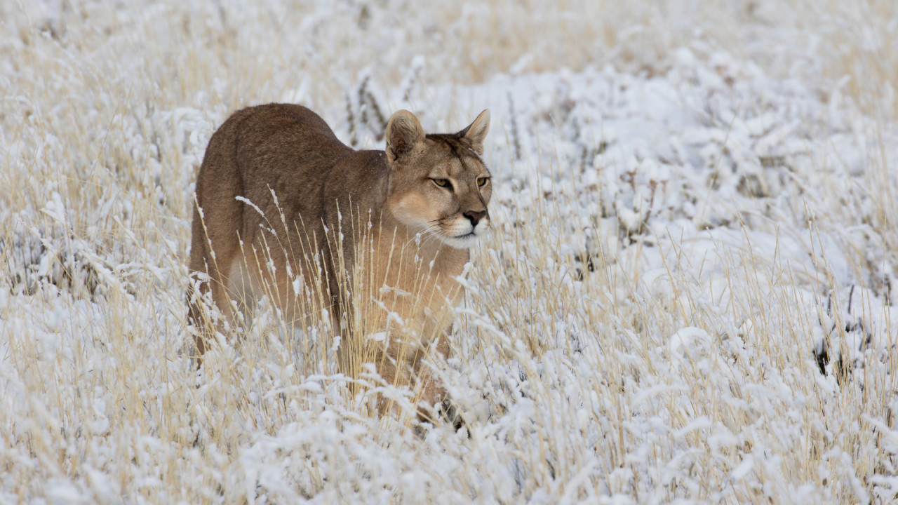 Pumas At The End of The World: Rebirth