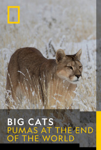 Big Cats - Pumas At The End of The World: Rebirth