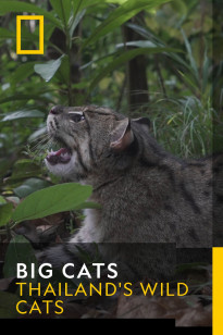 Big Cats - Thailand's Wild Cats