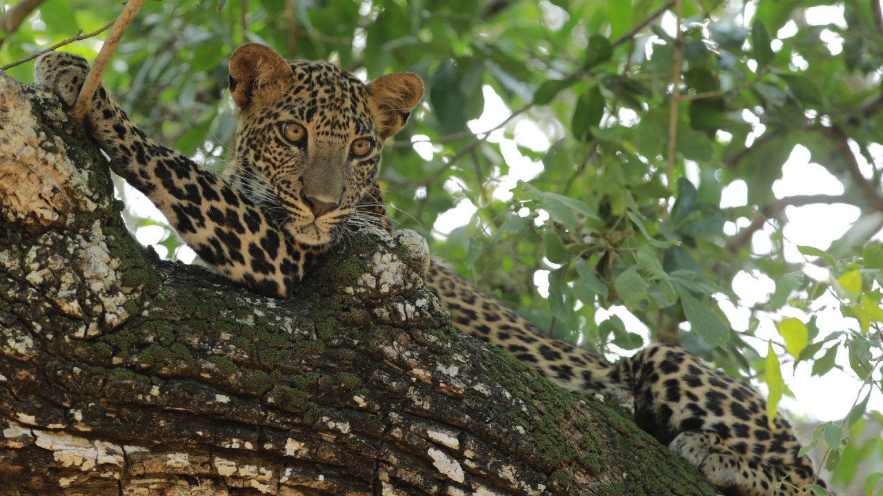 Sri Lanka: Leopard Dynasty