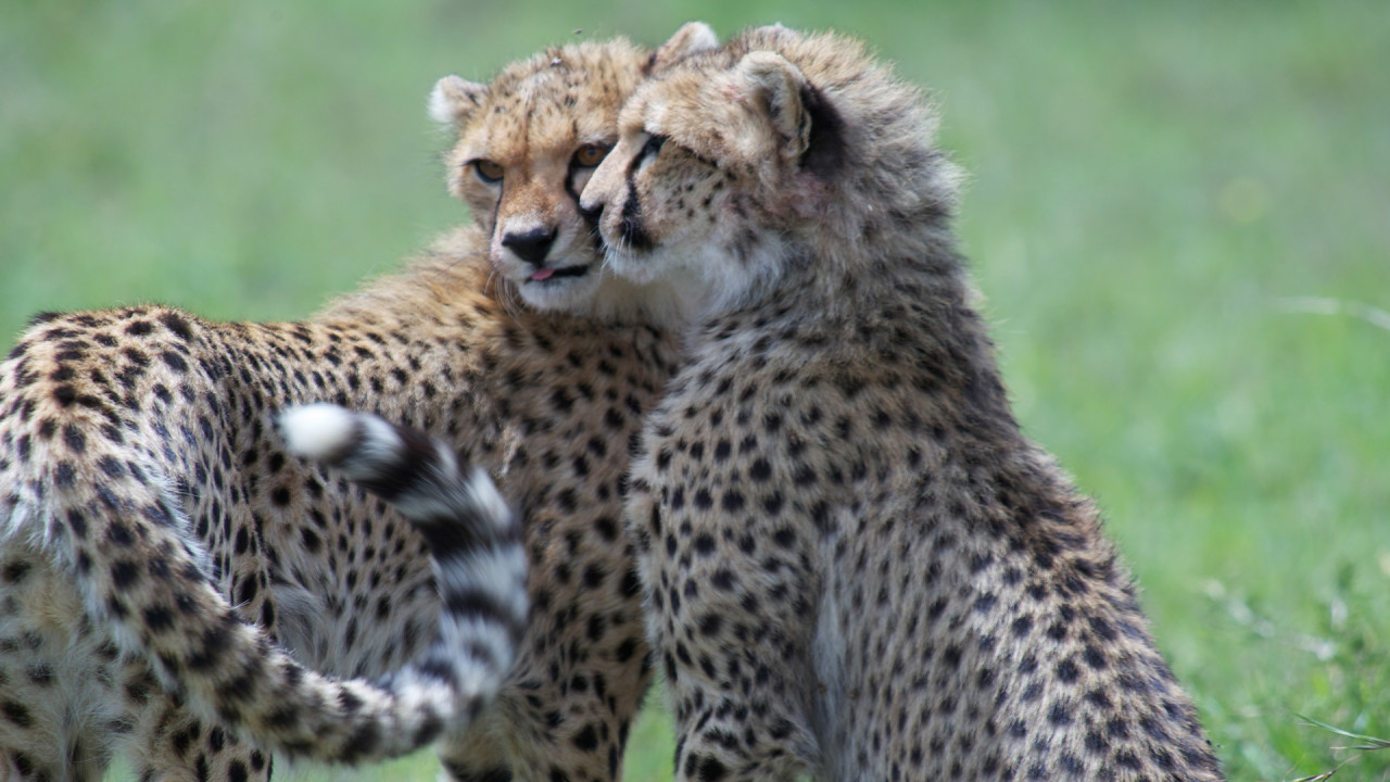 Spotted Hyena and African Wild Dog