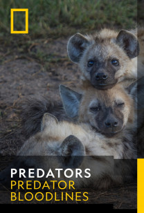 Predators - The Clan