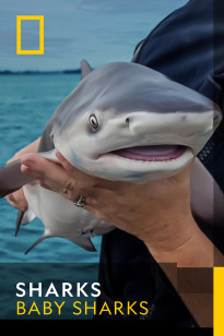 Baby Sharks