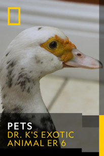 PETS - What The Duck?