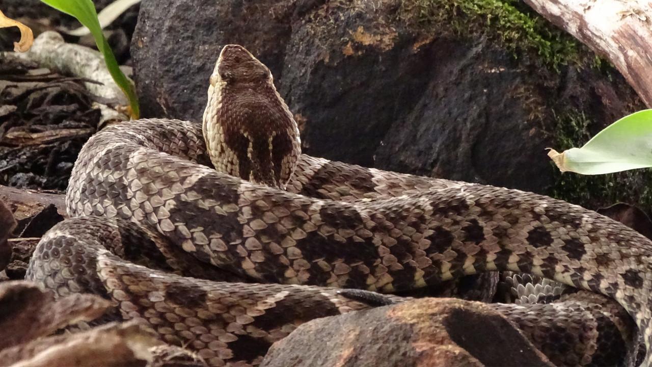 World's Deadliest: Super Snakes