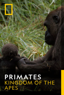 Primates - Clash Of Kings