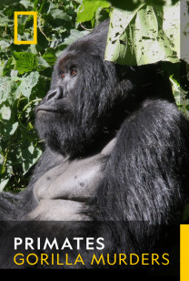 Primates - Gorilla Murders