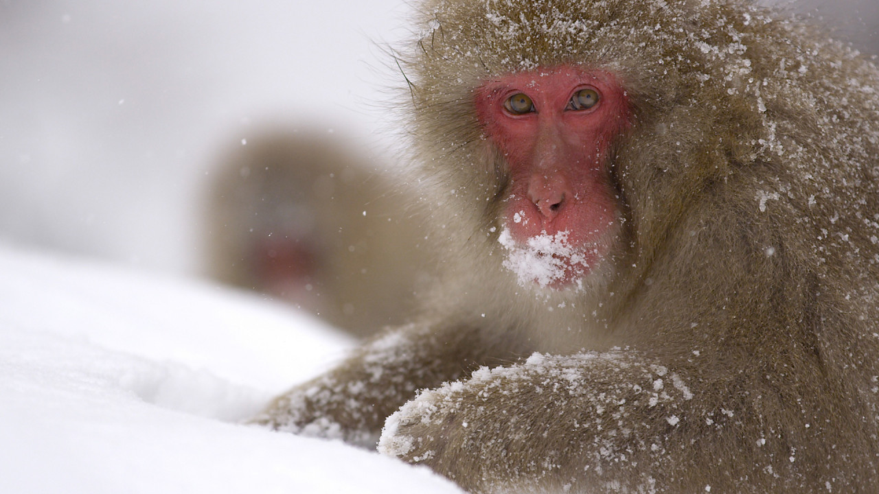 Wild Japan: Snow Monkeys