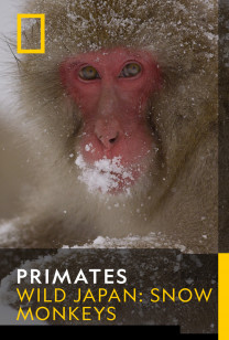 Wild Japan: Snow Monkeys