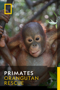 Primates - Orangutan Rescue