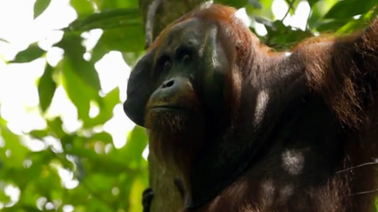 Orangutan On The Edge