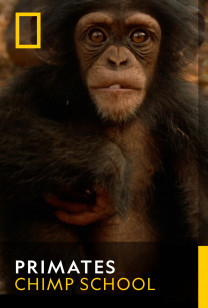 Primates - Chimp School