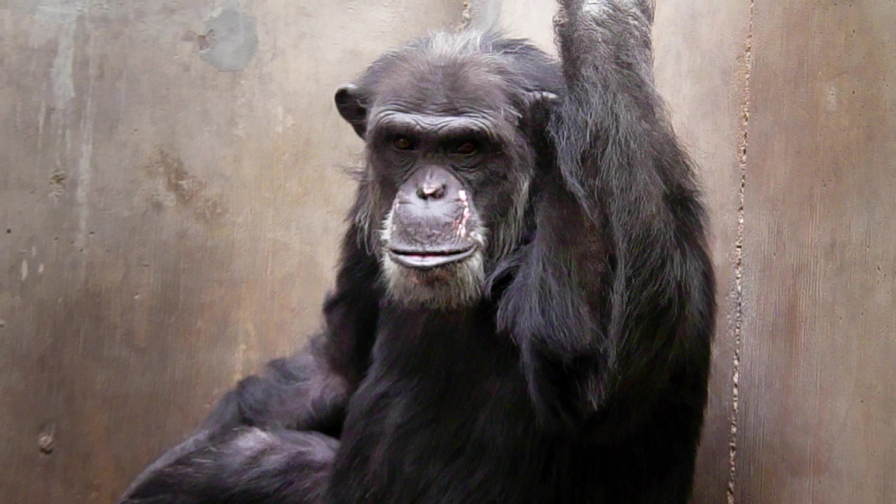 American Chimpanzee