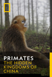 Primates - Forest of the Golden Monkey