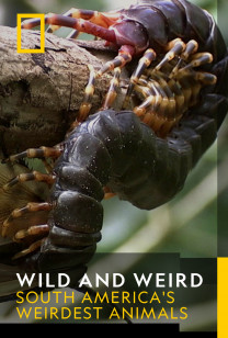WILD and WEIRD - Wild Mutants