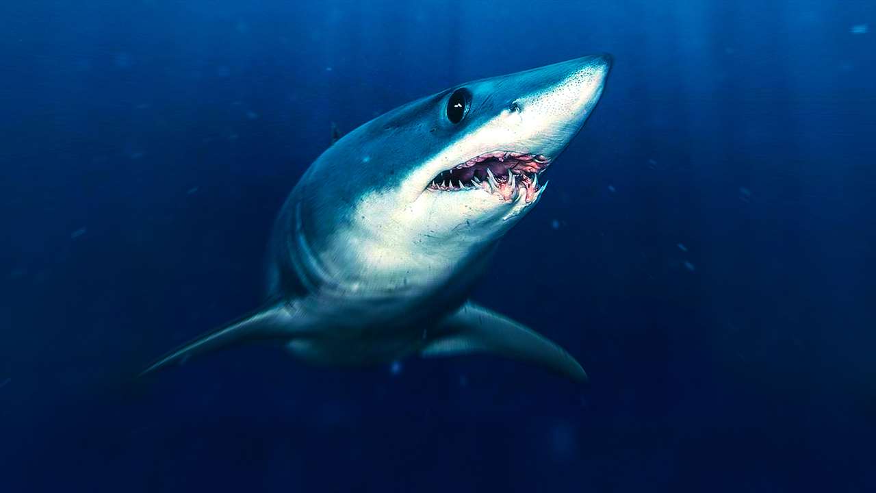 SHARKFEST - Sharks That Eat Everything