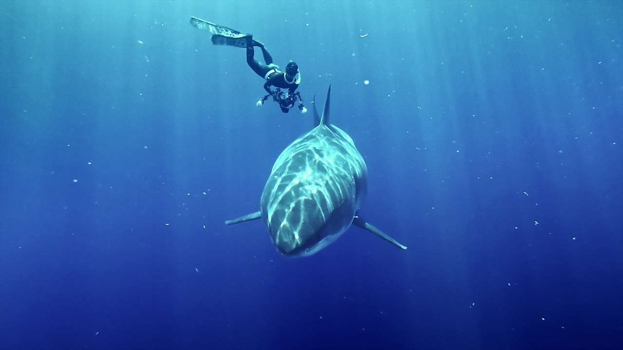 SHARKFEST - Great White vs. Tiger Shark