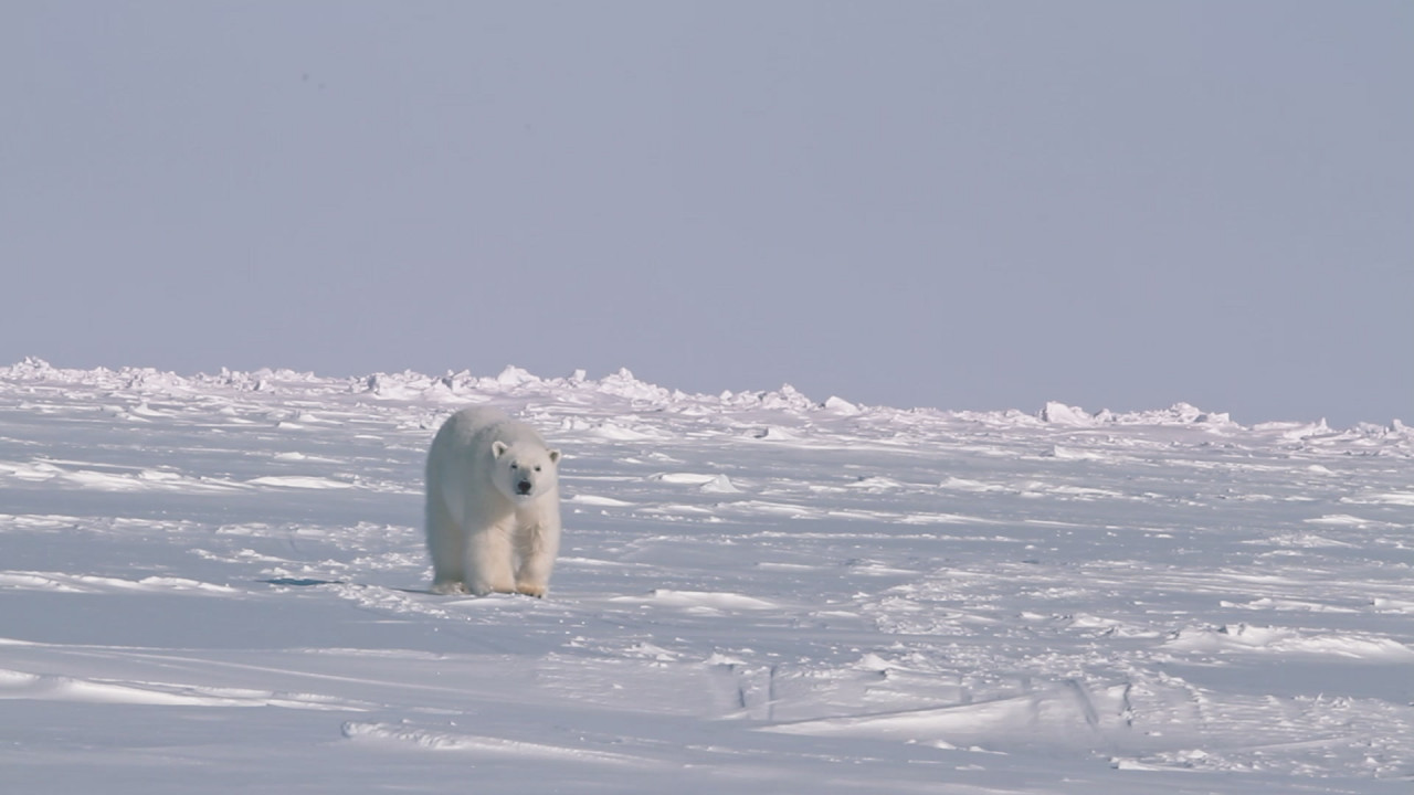 Hunted in the Arctic