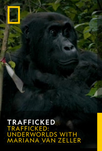 Trafficked - Apes