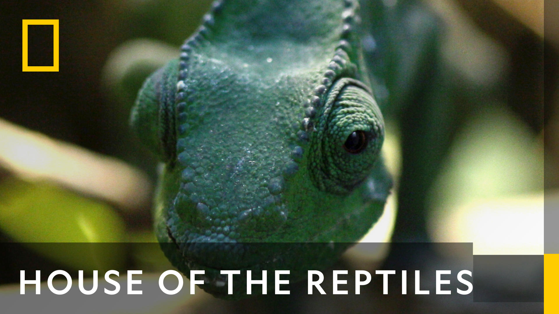 House Of The Reptiles