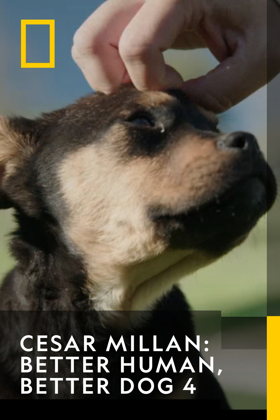 Cesar Millan: Better Human, Better Dog 4 - Doggy Matchmaking