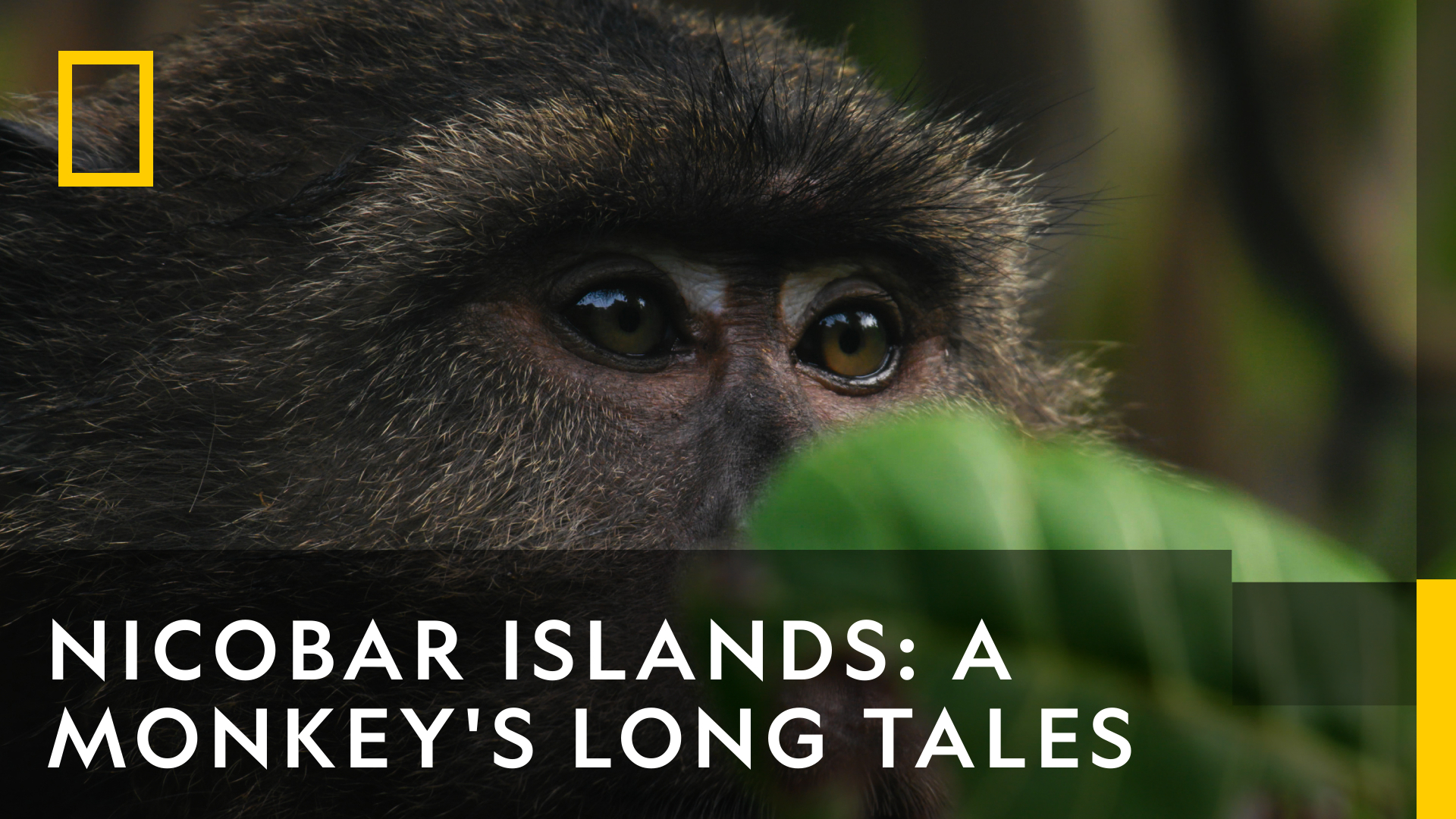 Nicobar Islands: A Monkey's Long Tale