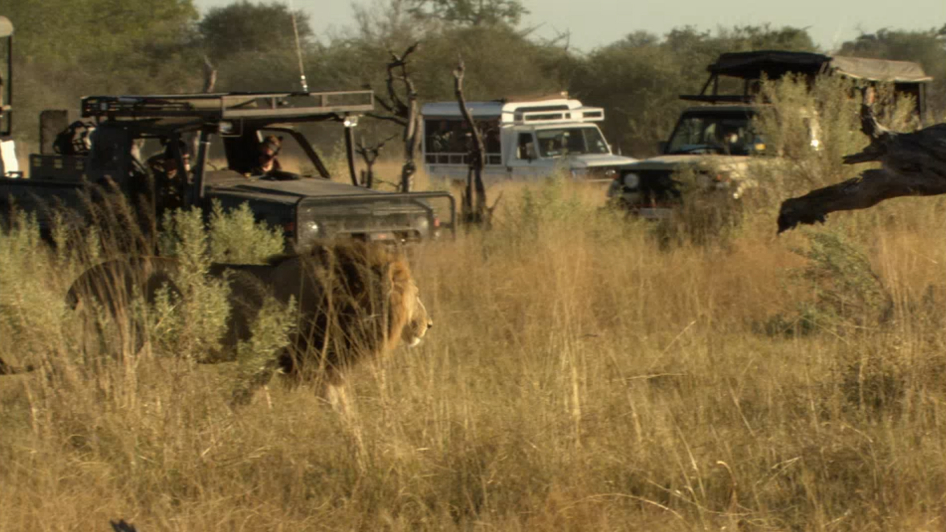 Lion V Buffalo