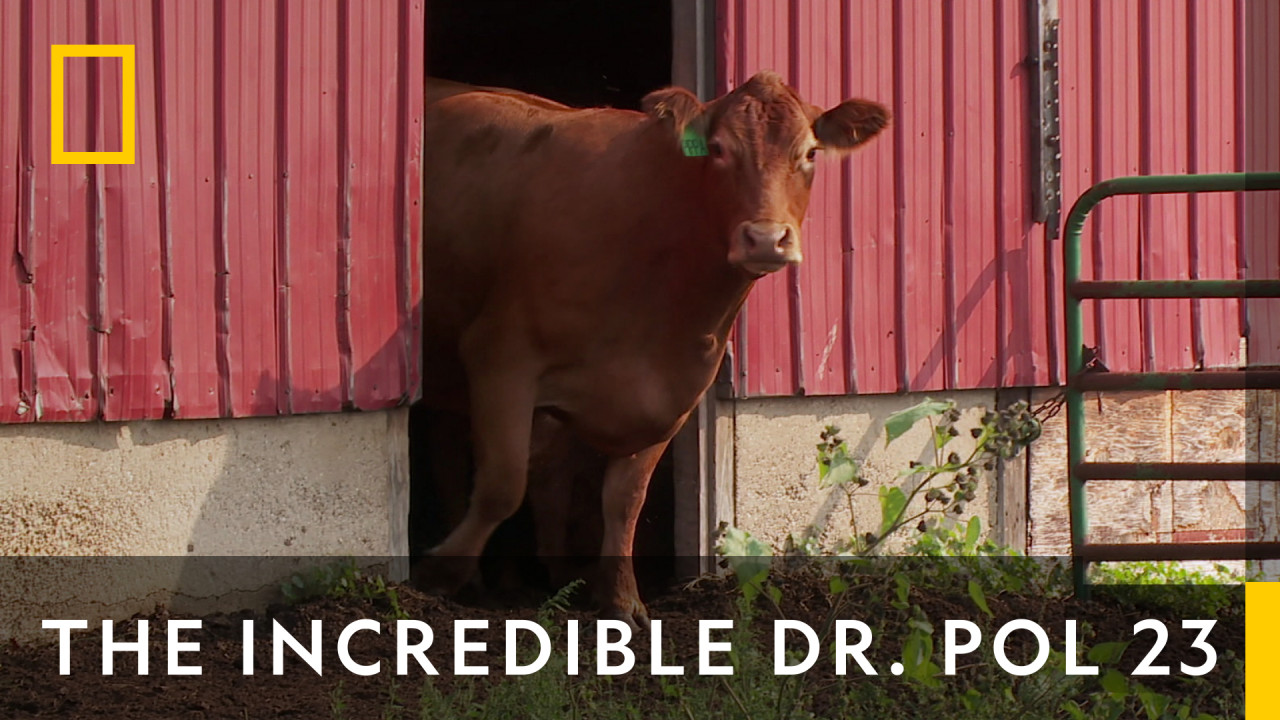 The Incredible Dr. Pol 23