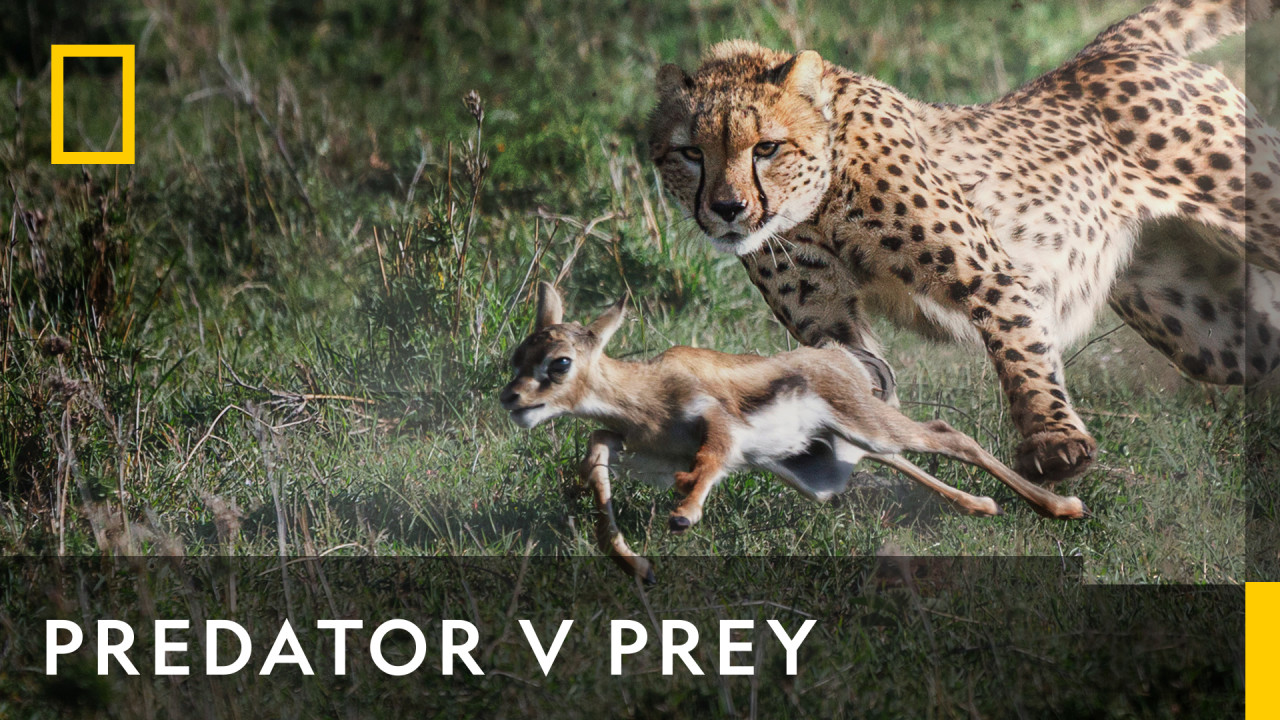 Predator V Prey